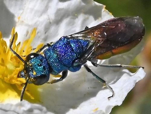 Réf. 358 718 : Chrysura refulgens